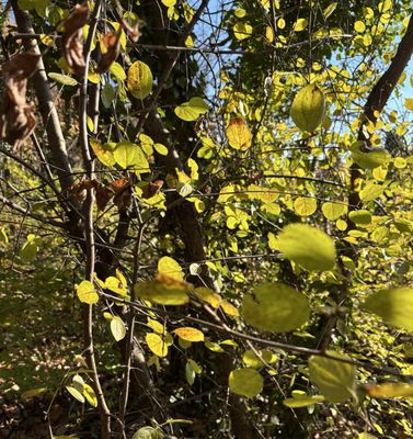 Inwood Hill Park by null