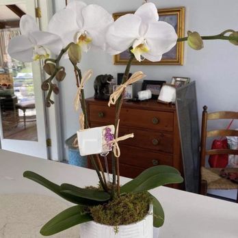 Bee & Blossom - Double Stem Orchid - Florists Near Me - Hyannis, Massachusetts