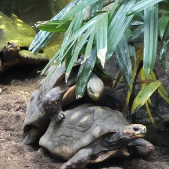 Vancouver Aquarium - Turtles - Aquariums Near Me - Vancouver, British Columbia Vancouver Aquarium - Turtles - Aquariums Near Me - Vancouver, British Columbia