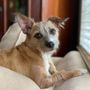 Photo of U Dirty Dog Pet Grooming