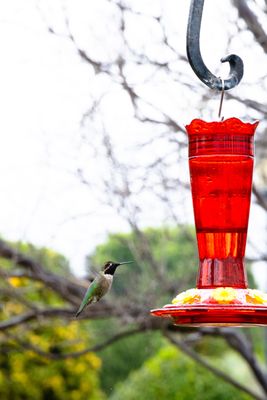 The Huntington Admission and Membership by null