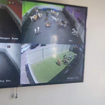 Dogtopia - Birmingham - Pet Boarding Near Me - Birmingham, Michigan