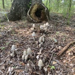 Bluff Creek Park