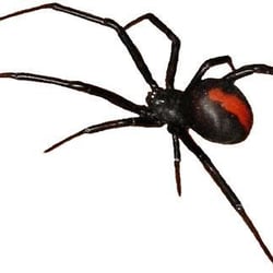 Platinum Pest & Lawn - Don't let these creepy crawlies live on your house!