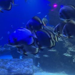 Sealife