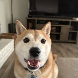 Akira loves Pet Dental Solutions! Look at those beautiful chompers! Akira loves Pet Dental Solutions! Look at those beautiful chompers!