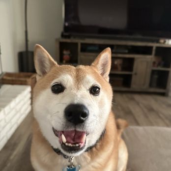 Pet Dental Solutions - Akira loves Pet Dental Solutions! Look at those beautiful chompers! - Veterinarians Near Me - Huntington Beach, California Pet Dental Solutions - Akira loves Pet Dental Solutions! Look at those beautiful chompers! - Veterinarians Near Me - Huntington Beach, California