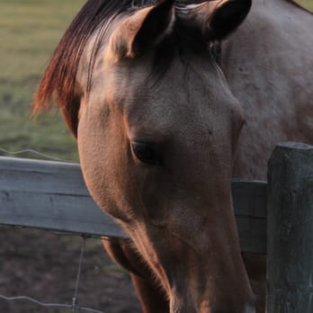 Walk N Roll Over - Pet Sitting Near Me - Okotoks, Alberta Walk N Roll Over - Pet Sitting Near Me - Okotoks, Alberta