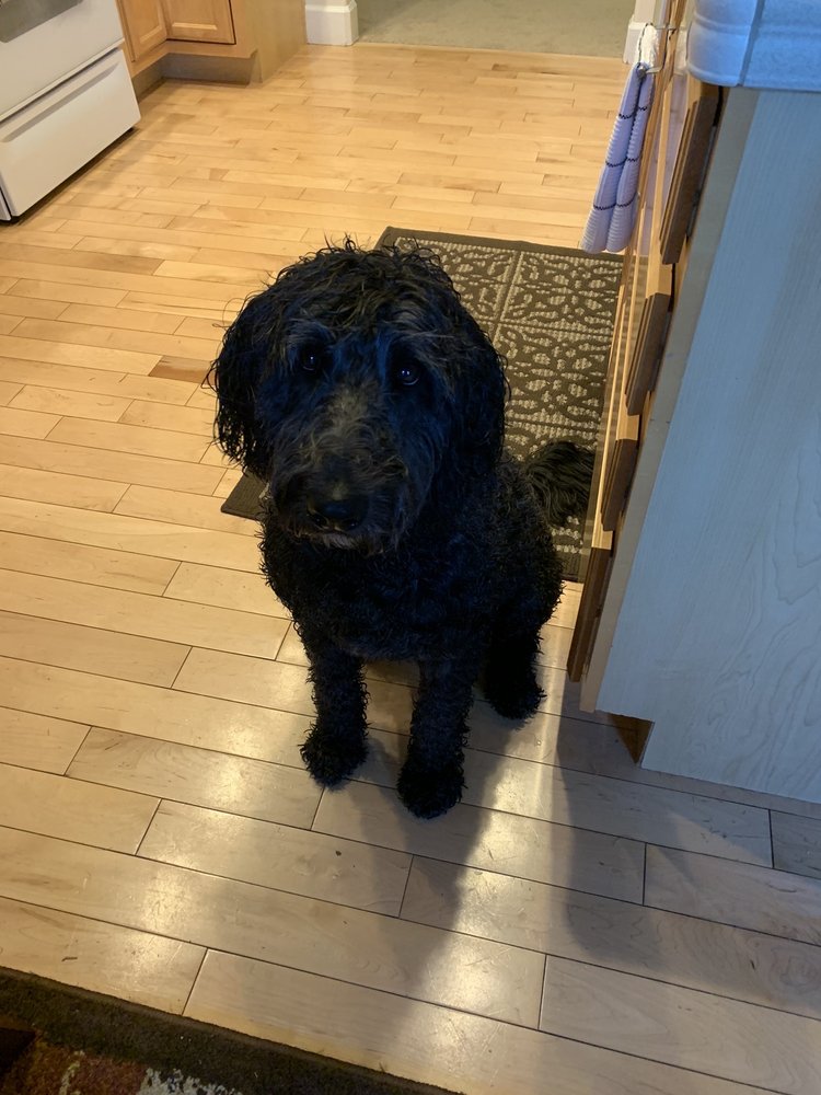 AMERICAN VETERINARY HOSPITAL 201 Greenhorn Rd, Yreka, California