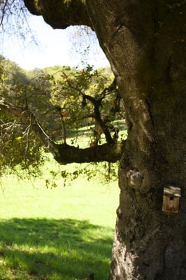 Taylor Mountain Regional Park by null