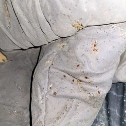 Parramore Pest Control