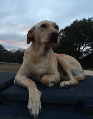 Kendall County Veterinary Center