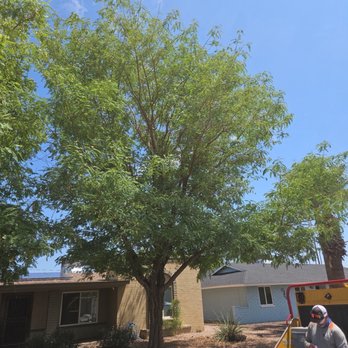 Trees For Needs - Before trimming - Tree Services Near Me - Phoenix, Arizona Trees For Needs - Before trimming - Tree Services Near Me - Phoenix, Arizona