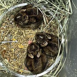 Eastern Exotics Wildlife, Gems & Oddities - Baby rescued bunnies