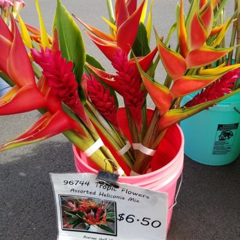 96744 Tropic Flowers - Heliconia are so perfect and healthy! - Florists Near Me - Honolulu, Hawaii 96744 Tropic Flowers - Heliconia are so perfect and healthy! - Florists Near Me - Honolulu, Hawaii