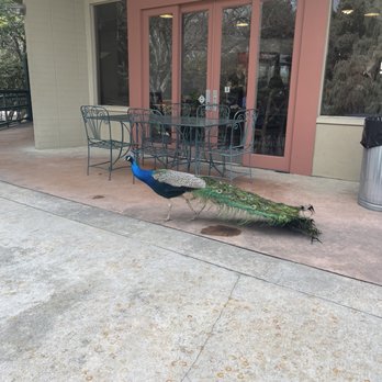 Peacock Cafe - Visitor in outside dining area - American Near Me - Arcadia, California