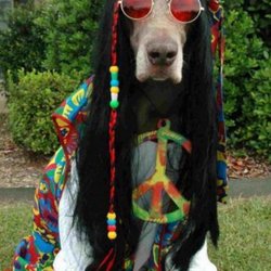 Kosmic Korner - The Largest Hippie Shop in Hudson Valley ....Come Meet my dog Frankie