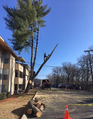 GUNNISON TREE SERVICES - Updated July 2026 - 28 Photos & 82 Reviews ...