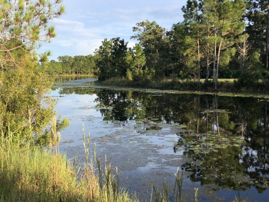 UCF Arboretum by null