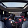 Adreine’s Pet Sitting & Dog Walking