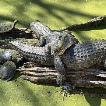 Audubon Zoo - Aquariums Near Me - New Orleans, Louisiana