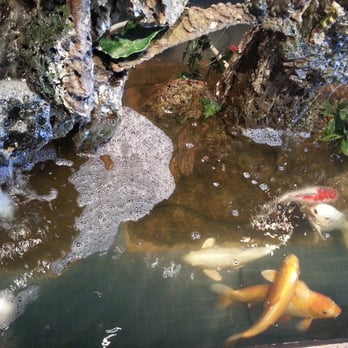 Kings Wok Buffet - koi fish swimming in a pond - Chinese Near Me - Malone, New York Kings Wok Buffet - koi fish swimming in a pond - Chinese Near Me - Malone, New York