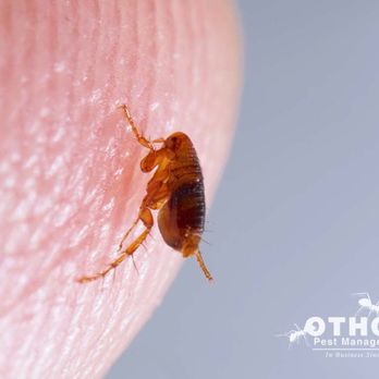 Otho's Pest Management - Pest Control Near Me - Washington, North Carolina