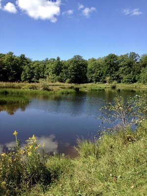 Finger Lakes National Forest by null