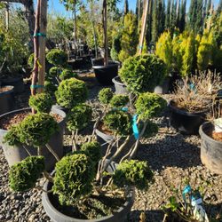 The Nursery Outlet