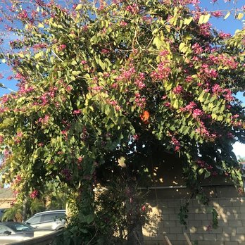 Tony's BC Tree Service - Before - Tree Services Near Me - Orange, California Tony's BC Tree Service - Before - Tree Services Near Me - Orange, California
