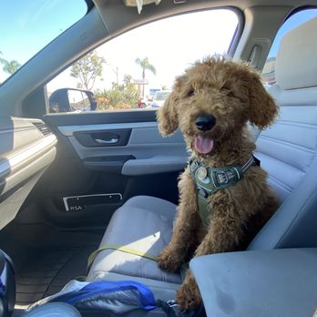 Royalty Unleashed Mobile Pet Spa - Before - Pet Groomers Near Me Royalty Unleashed Mobile Pet Spa - Before - Pet Groomers Near Me