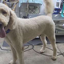 She Shed Dog Grooming by Deserae