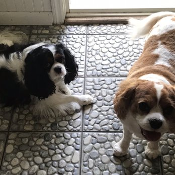 Pet Grooming On The Go - Rootbeer & Stormy... looking gorgeous.. - Pet Groomers Near Me