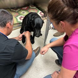 Cody Veterinary Hospital - Dr. Hisaw And team working to save Maggie's life after a rattlesnake bite required an after-hours emergency visit.