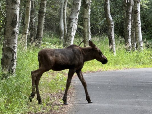 Alaska Pablo's Bicycle Rentals& Tours by null