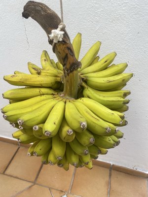 Hotel Jardin Tecina by null