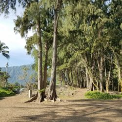 Waimanalo Bay Beach Park Campground - Facing the entrance on Aloiloi Street
