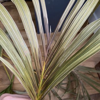 Raúl Retail - DEAD Butterfly Palm from plant that died due to root rot. -- March 9th, 2020 (3.5 months after purchase) - Florists Near Me - New York, New York Raúl Retail - DEAD Butterfly Palm from plant that died due to root rot. -- March 9th, 2020 (3.5 months after purchase) - Florists Near Me - New York, New York