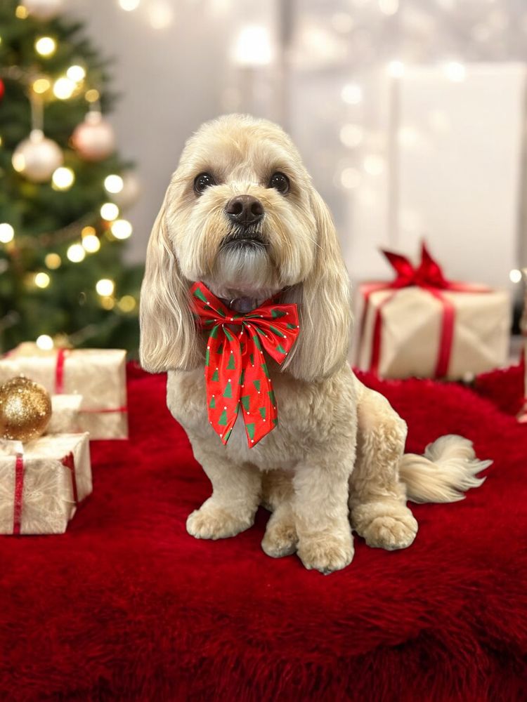 Posh Paw Day Spa Image