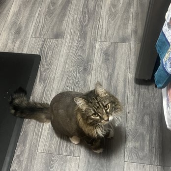 Mobile Cat Grooming Denver: Convenience at Your Doorstep