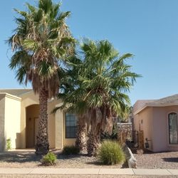 Millan Landscaping - Palms waiting for Removal