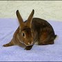 Photo of Brambley Hedge Rabbit Rescue
