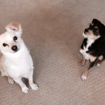 Translating Dog - Pet Training Near Me Translating Dog - Pet Training Near Me