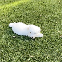 My pup playing in the dog park