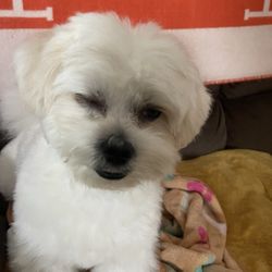 Pampered Paws
