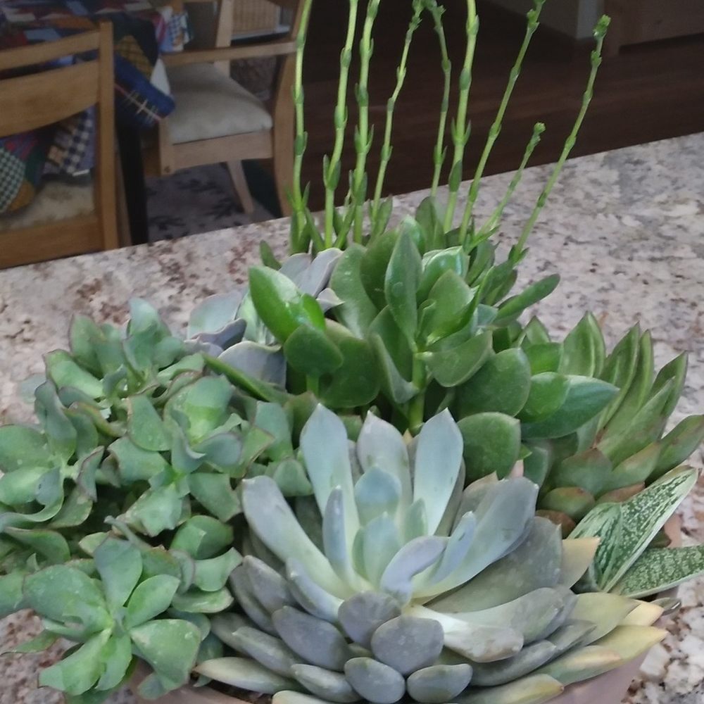 Magnolia Mums - Succulent arrangement sent. Excellent work! - Florists Near Me - Blairsden, California Magnolia Mums - Succulent arrangement sent. Excellent work! - Florists Near Me - Blairsden, California
