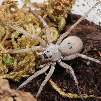 One Love Tarantulas - Pet Stores Near Me - Minneapolis, Minnesota