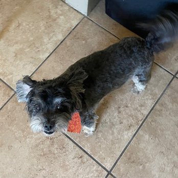 Grubby Dogs - Dog - Pet Groomers Near Me - Murrieta, California Grubby Dogs - Dog - Pet Groomers Near Me - Murrieta, California