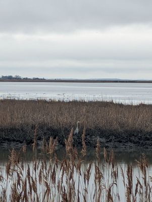Bombay Hook National Wildlife Refuge by null