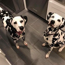 Watch Over Me Pet Sitting - Rocksee and Rinny, the dal gals!